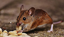 24 Hour & Emergency Exterminators in Panther Forest, AR